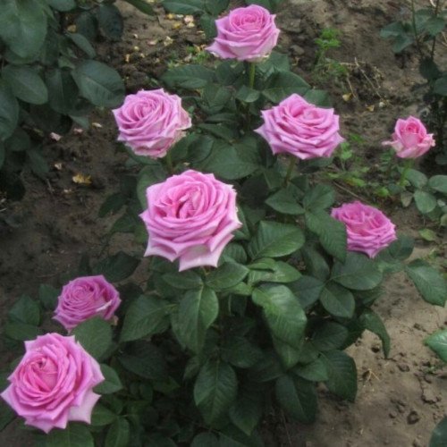 Аква (Aqua) чайно-гібридна троянда. Photo 2