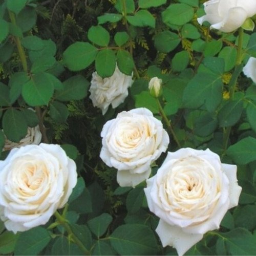 Боїнг Boeing чайно-гібридна троянда. Photo 2