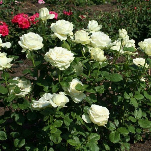 Боїнг Boeing чайно-гібридна троянда. Photo 3