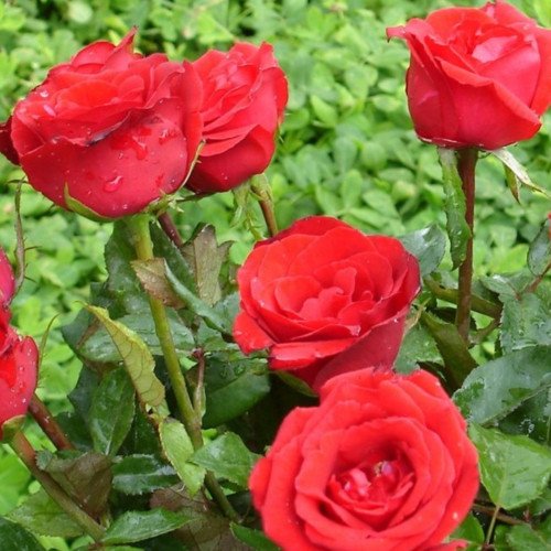 Корвет чайно-гібридна троянда. Photo 2