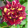 Саджанці троянди Абракадабра