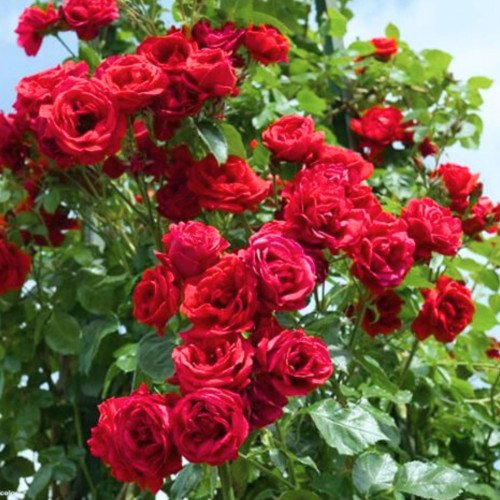 Саджанці Бельканто плетисті троянди. Photo 3