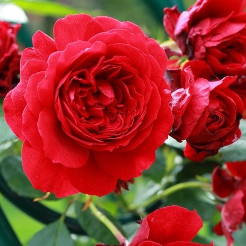 Саджанці Бельканто плетисті троянди. Photo 2