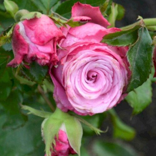 Діп Вотер (Deep Water) чайно-гібридна троянда. Photo 3