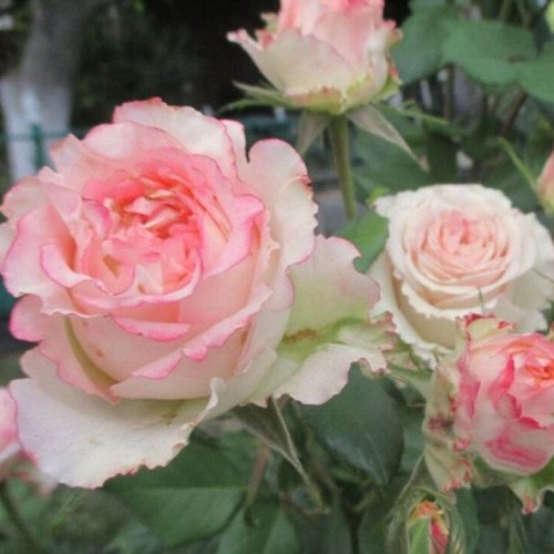 Дует чайно-гібридна троянда. Photo 2