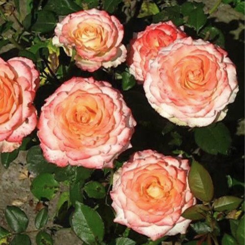 Дует чайно-гібридна троянда. Photo 3