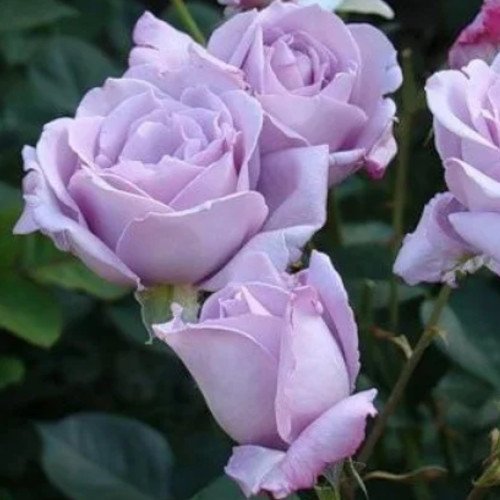 Блакитний Ніл (Blue Nile) чайно-гібридна троянда. Photo 2