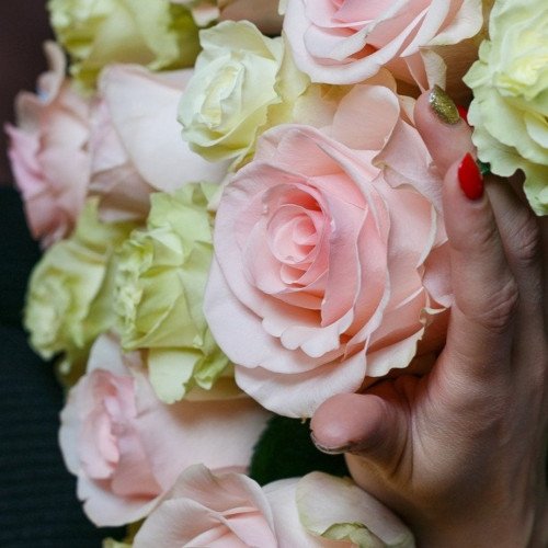 Ла Белль (La Belle) чайно-гібридна троянда. Photo 3