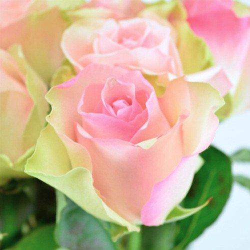 Ла Белль (La Belle) чайно-гібридна троянда. Photo 2