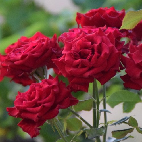 Родос саджанці троянди. Photo 3