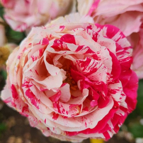 Саджанці Ваніл Фреш (полосата) плетисті троянди. Photo 3