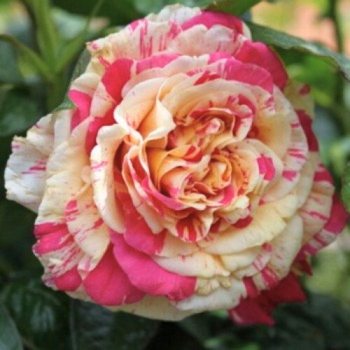 Саджанці Ваніл Фреш (полосата) плетисті троянди. Photo 2